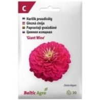 Pruudisõlg 'Giant Wine' purpurlillad täidisõied (10-12 cm), H 100cm, 30s