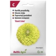 Pruudisõlg 'Giant Lime' laimirohelised täidisõied (10-12 cm), H 100cm, 30s